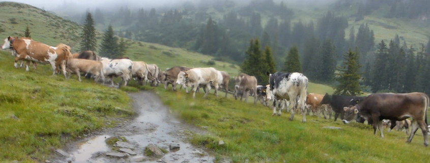Walser Ultratrail - Kühe an der Schwarzwasserhütte